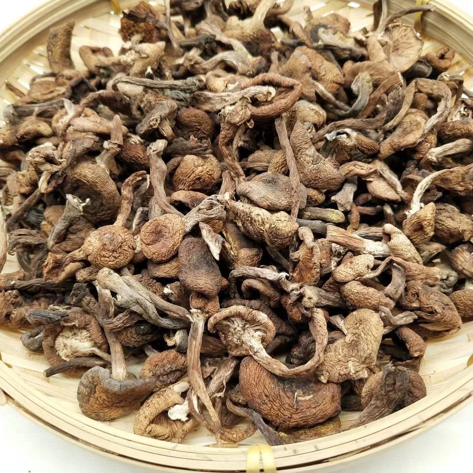 野生榛蘑自然晾晒