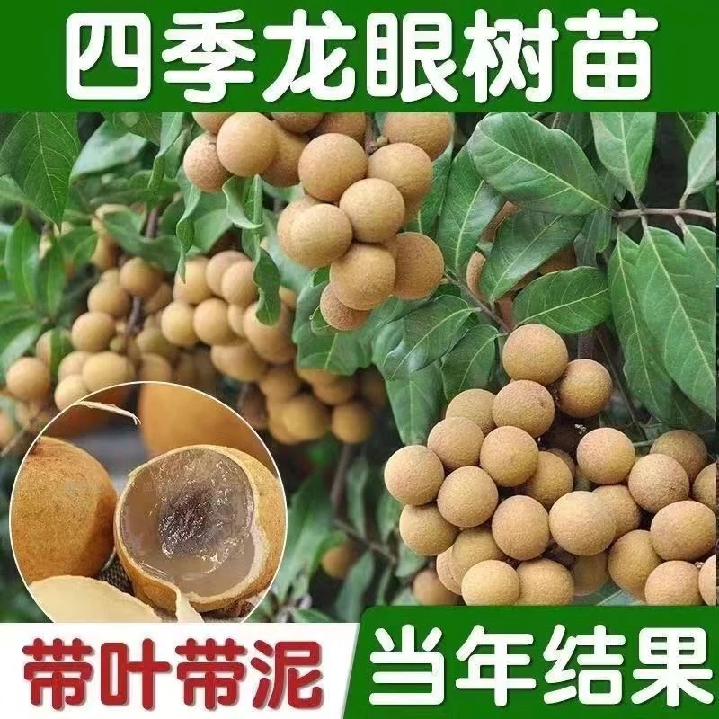 龙眼树苖嫁接盆栽水果树苗储良桂圆石硖南方四季种植地栽当年结果