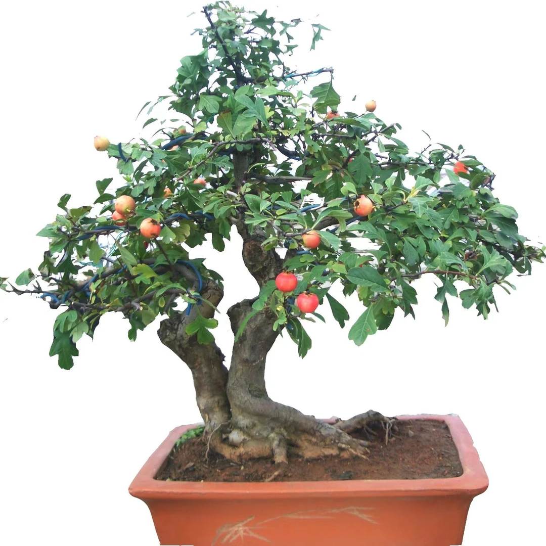 小叶山里红盆景素材！！此物以直播间实物为准，此价用于直播专用