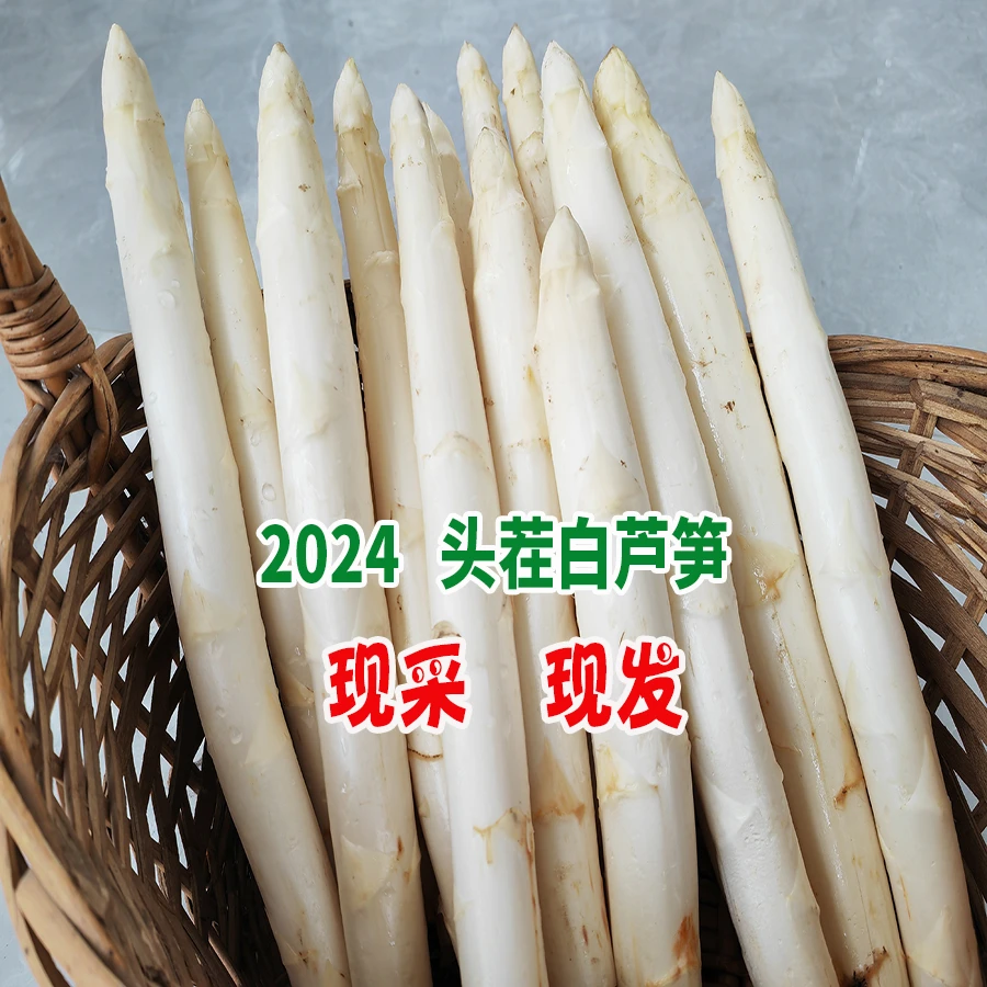 白芦笋新鲜蔬菜 现采现发  鲜嫩脆  山东曹县特产500g产地天然