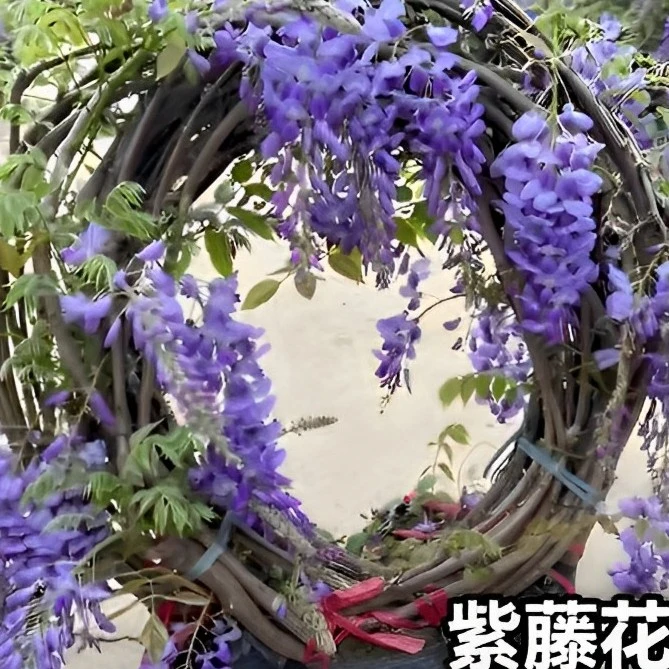 紫藤条苗长穗花种植爬藤植物树苗老桩紫滕紫大型树桩耐寒苗紫藤花
