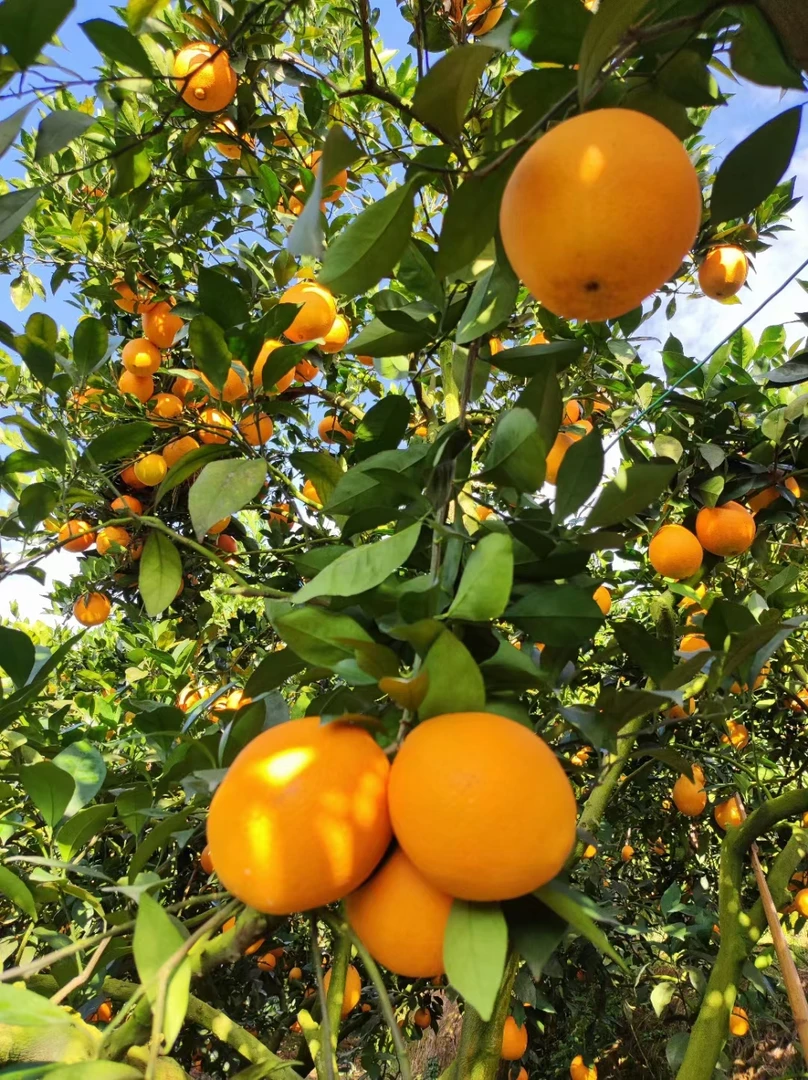 正宗赣南脐橙自家果园现摘现发60~70mm小果带箱5斤装