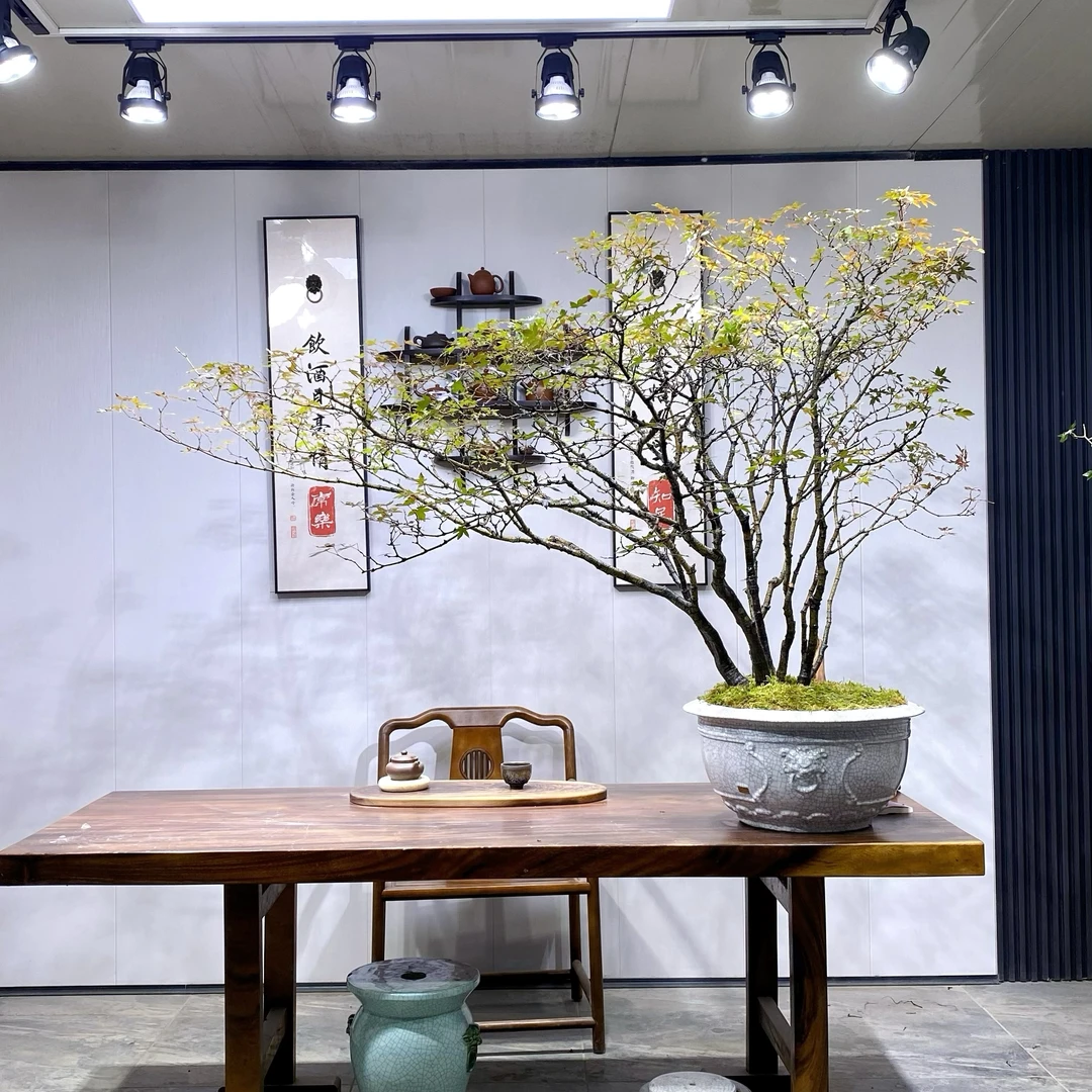 海岛石枫盆景【丛林飘枝款】