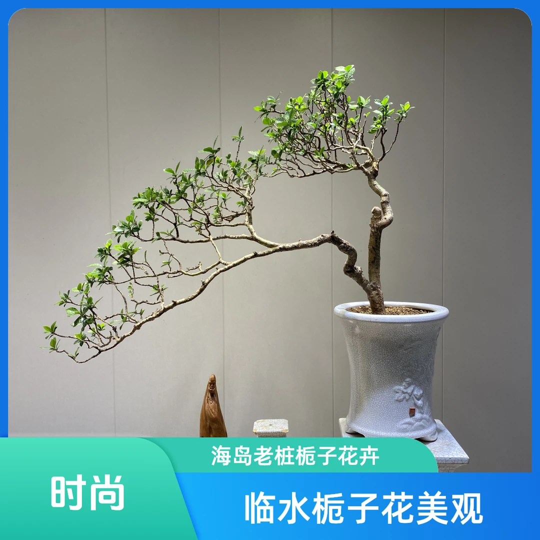 【卉印象】海岛老桩临水栀子花