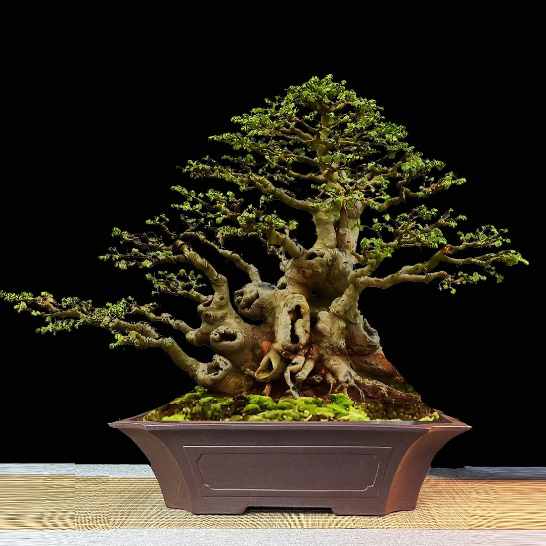 宜兴紫砂花盆原矿紫泥切角长方盆景盆奎面日式桌面大号盆栽盆手工