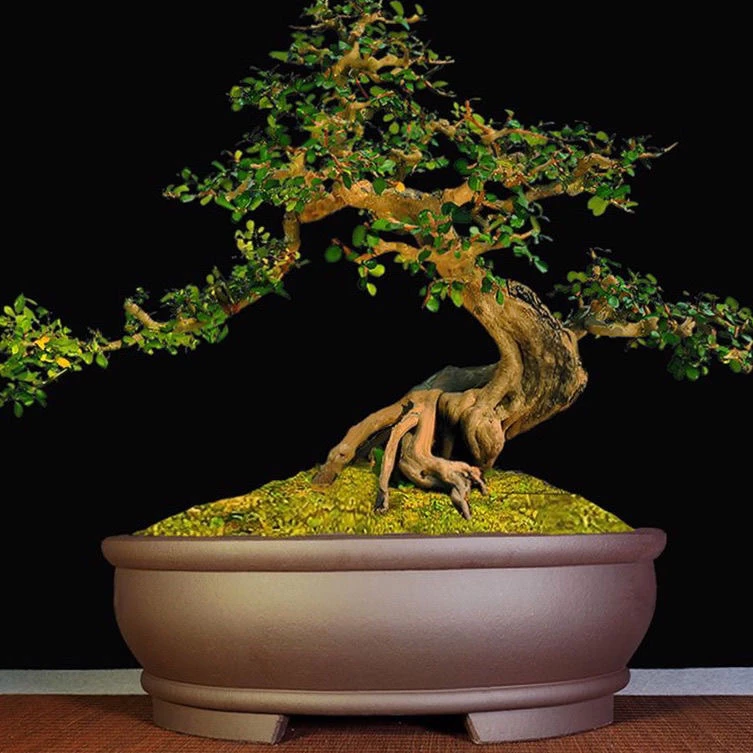 宜兴紫砂花盆椭圆形盆景盆大号盆