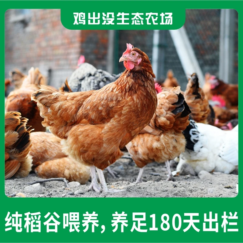【鸡鸭套餐】180天散养母鸡一只+120天麻鸭一只（4斤-4.5斤）