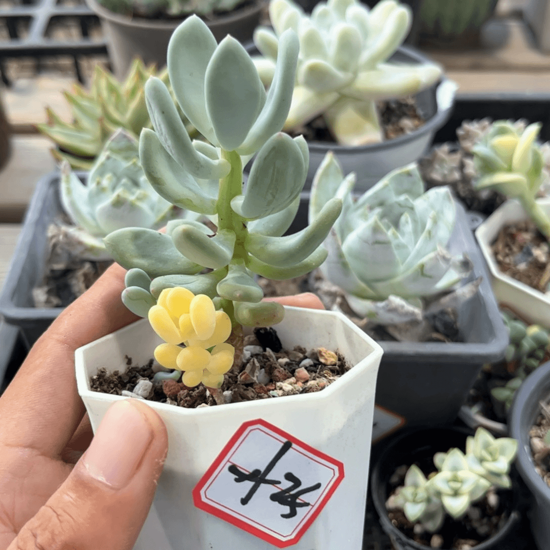 一物一拍，满，20包邮