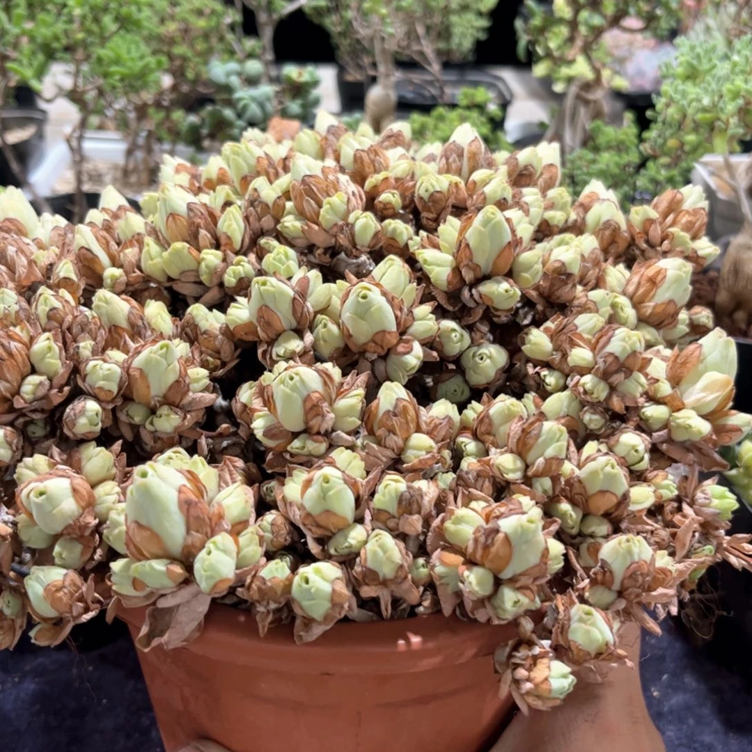 翡翠球，，满20包邮满20包邮