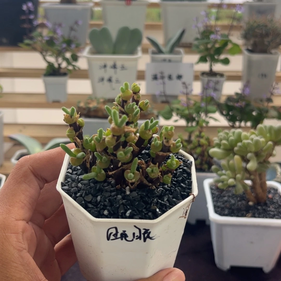 眠眠，，满30包邮，一物一拍