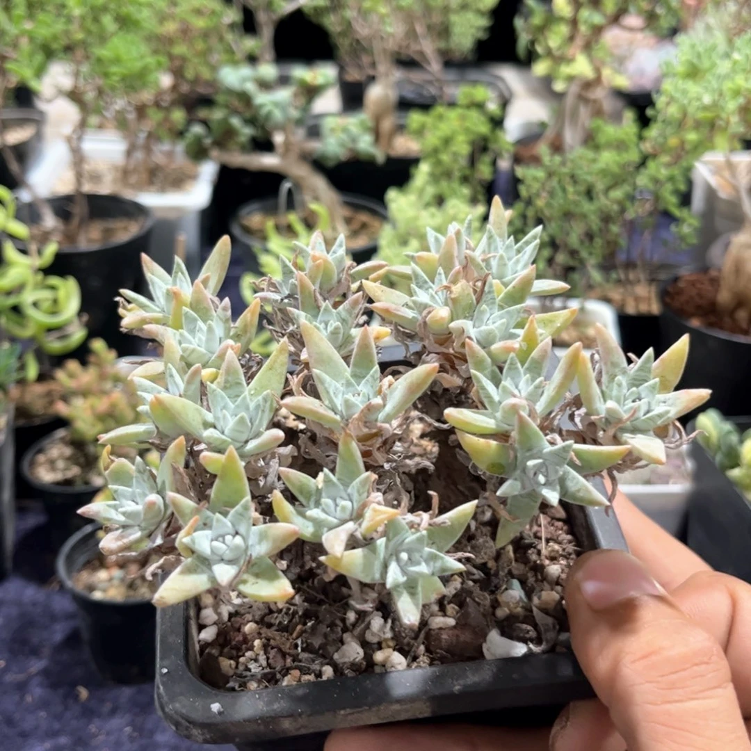 白菊，满20包邮满20包邮