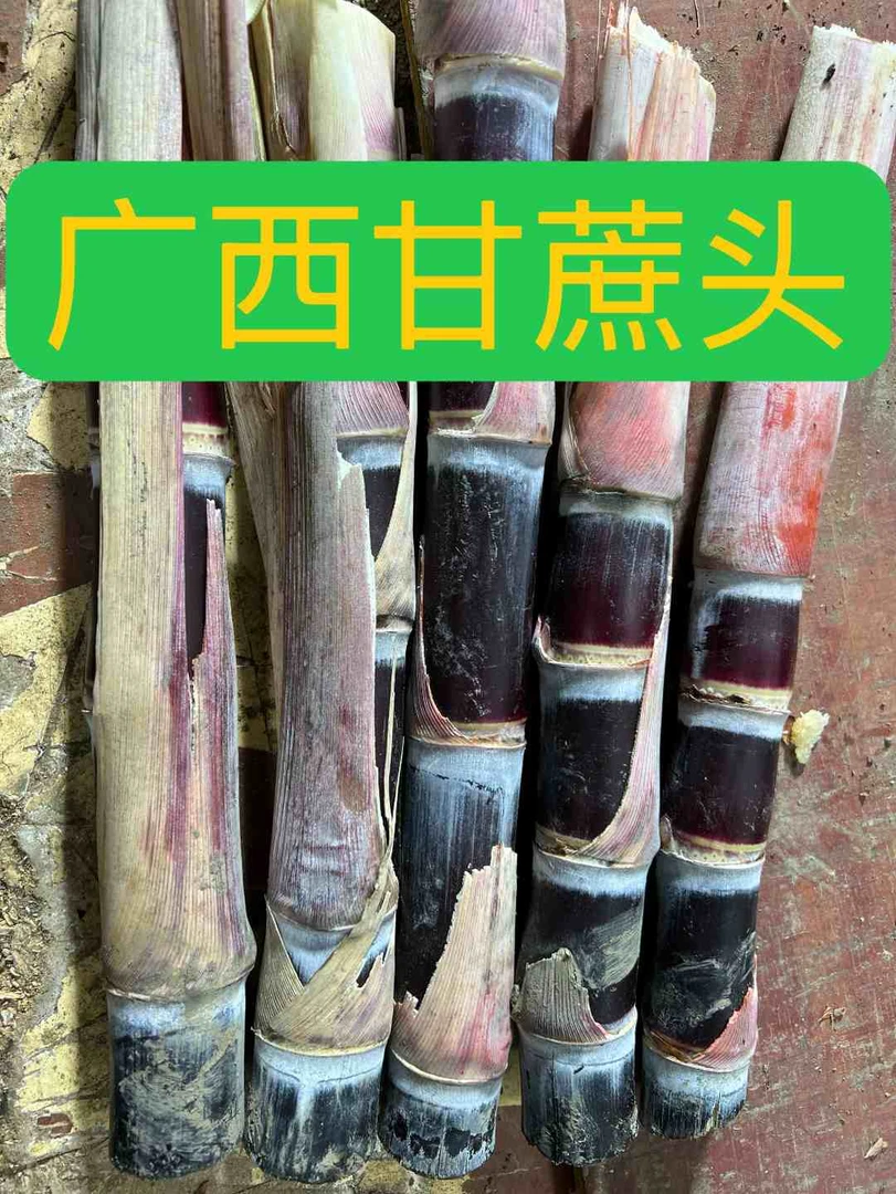 (甘蔗头）南北可种广西黑皮水果甘蔗头带叶盆栽地栽脆爽多汁