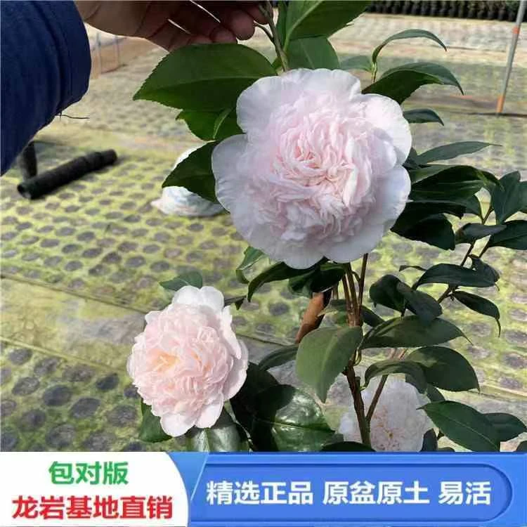 戴氏之歌水晶稀有品种美国进口名贵巨粉色茶花盆栽阳台庭院绿植