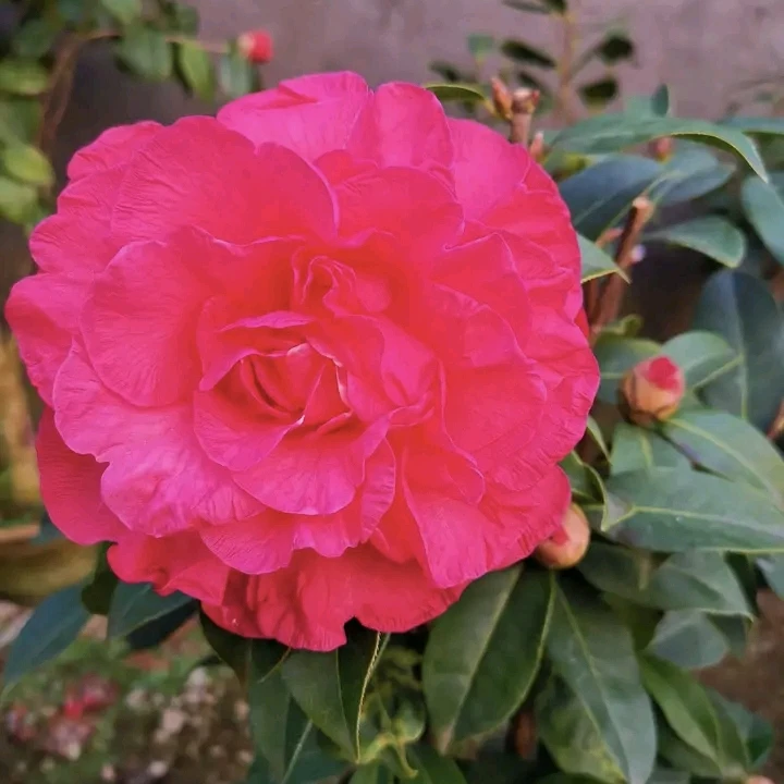 首演茶花盆栽绿植珍品花卉云杂茶花大型花庭院台阳台