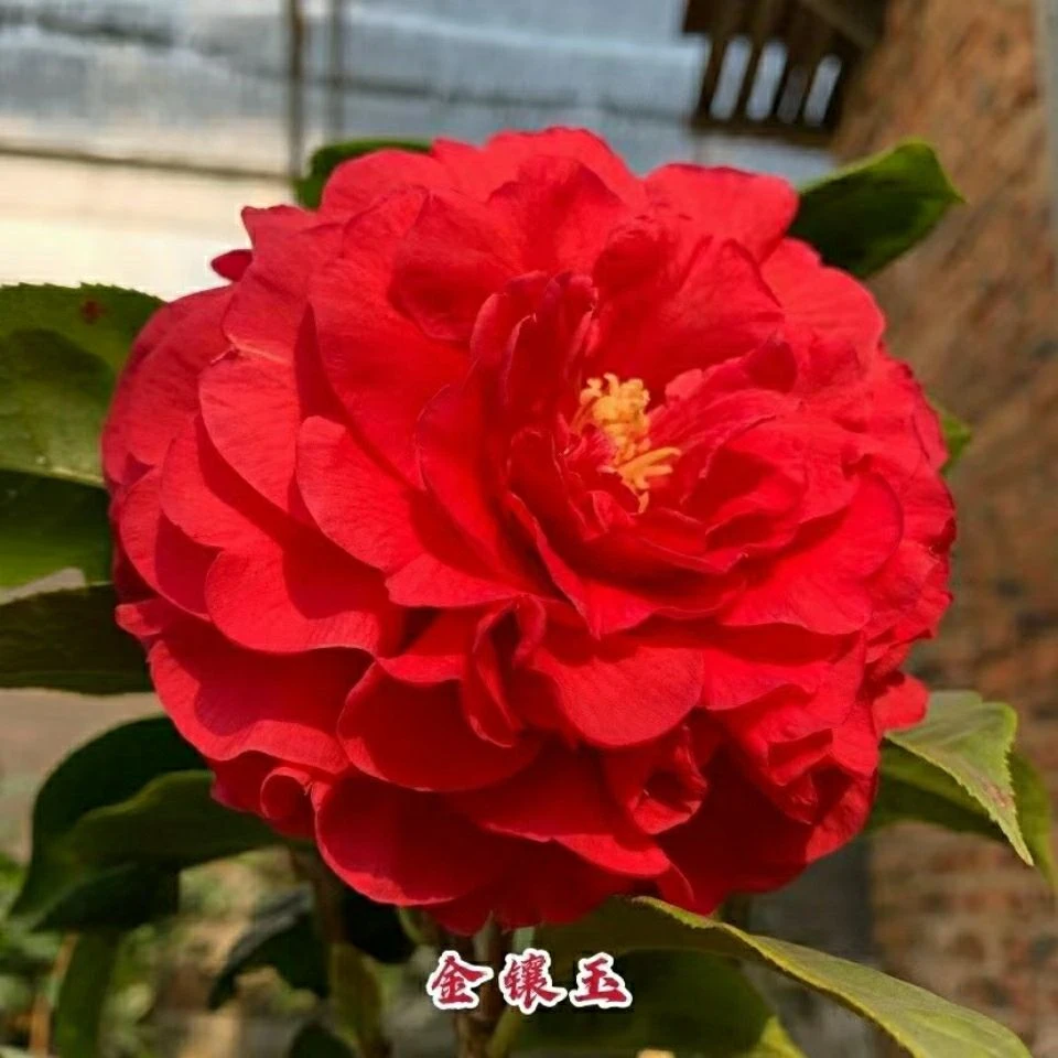 金镶玉茶花花卉盆栽精品嫁接花苗名贵品种室内好养绿植盆景