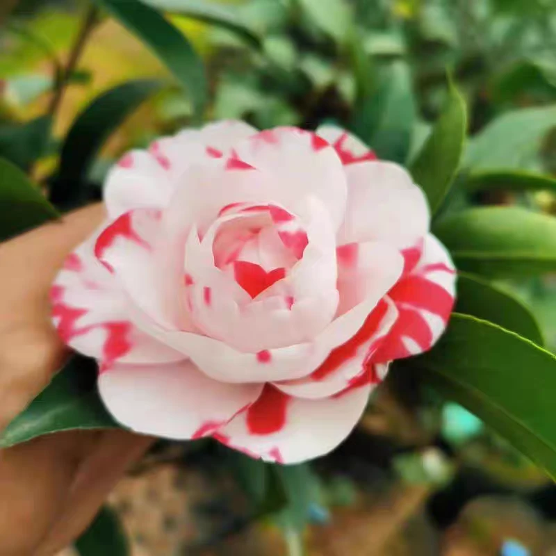 茶花新品种超级如意，凤凰城