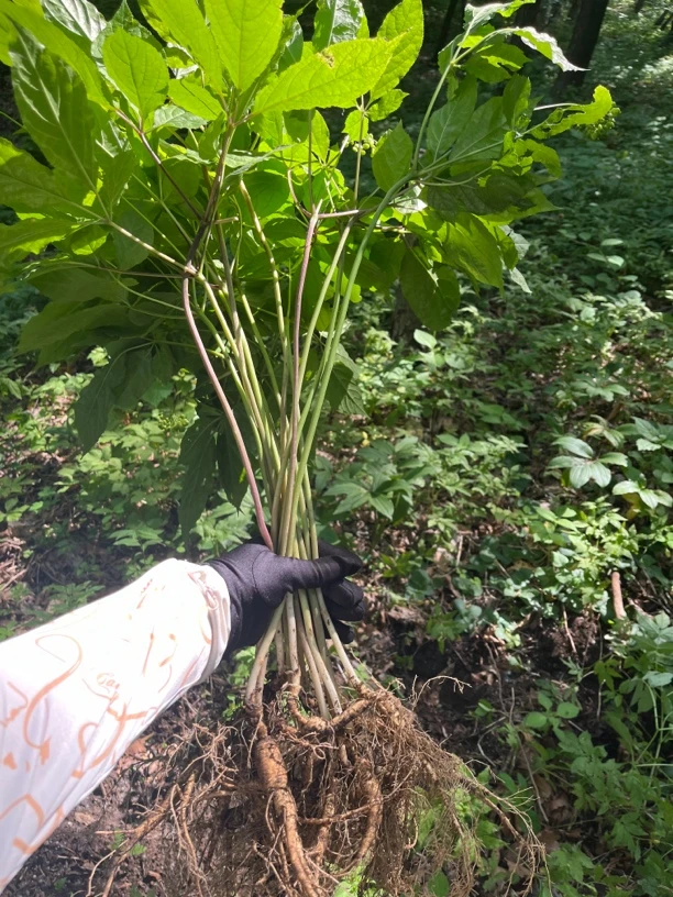 高年头野山参送人之佳品 泡酒煲汤煮茶