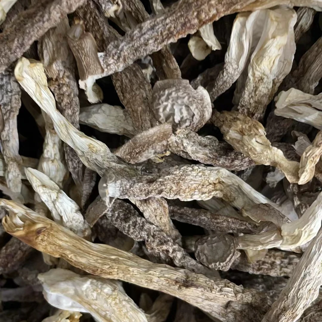 高山精品鹿茸菇干货