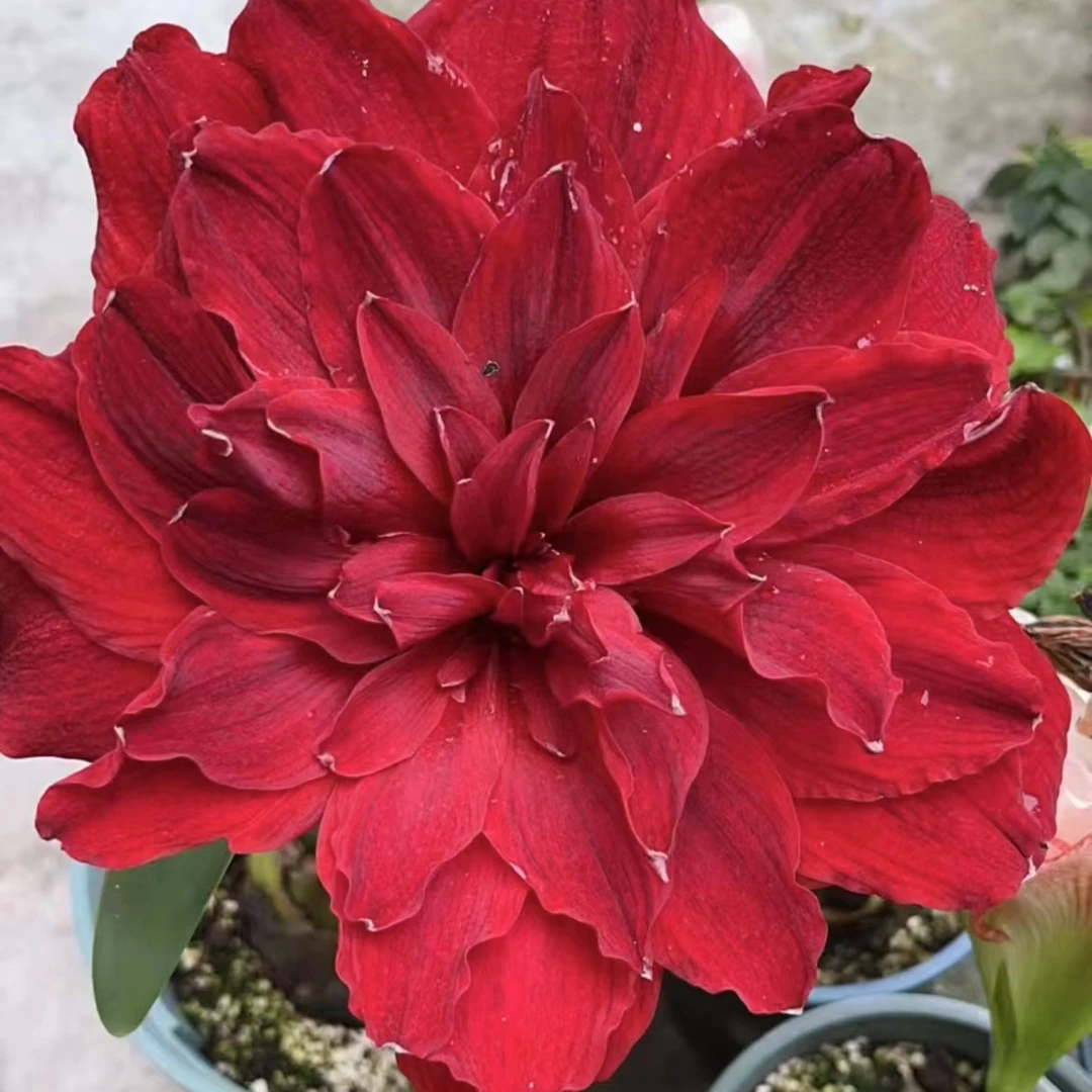 「斯嘉丽铃声」进口球 荷兰朱顶红进口品种   一单包邮