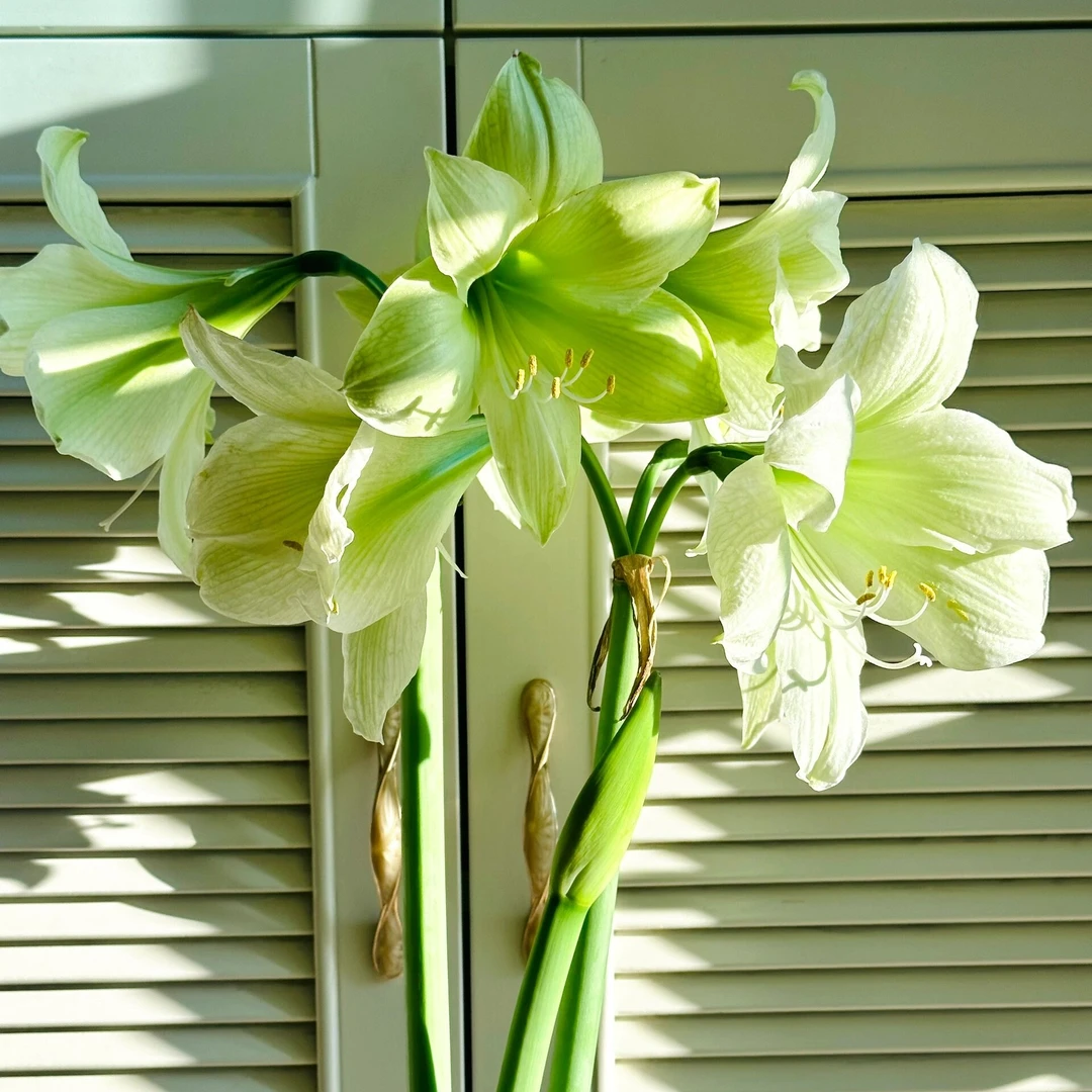 「月神/卢娜」荷兰进口朱顶红 单瓣 多年生种球 实际偏小