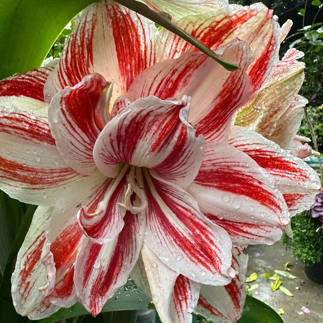 「明亮妮芙」荷兰进口朱顶红  重瓣 多年生种球 实际偏小