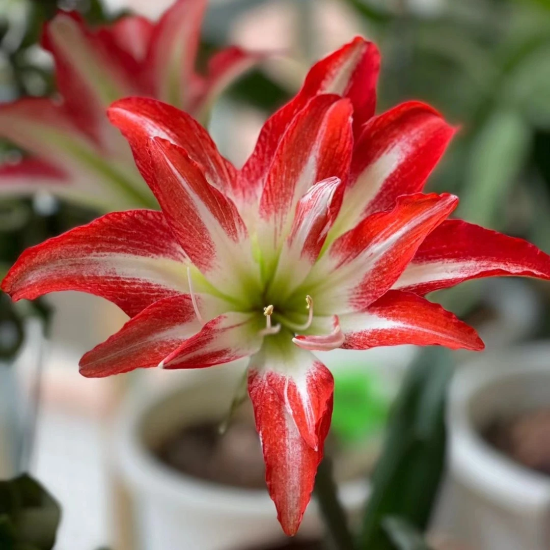 「双重漩涡」重瓣 荷兰进口朱顶红 多年生种球 实际偏小