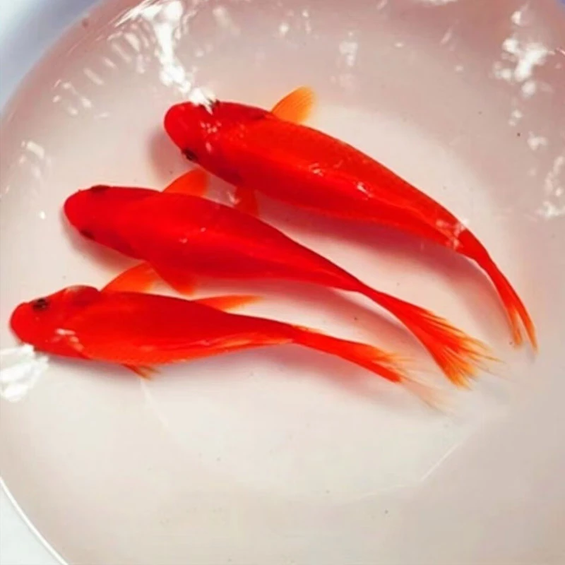 PETHUADI冷水鹦鹉鱼活鱼观赏鱼活体水族冷水淡水鱼好养耐活小金鱼