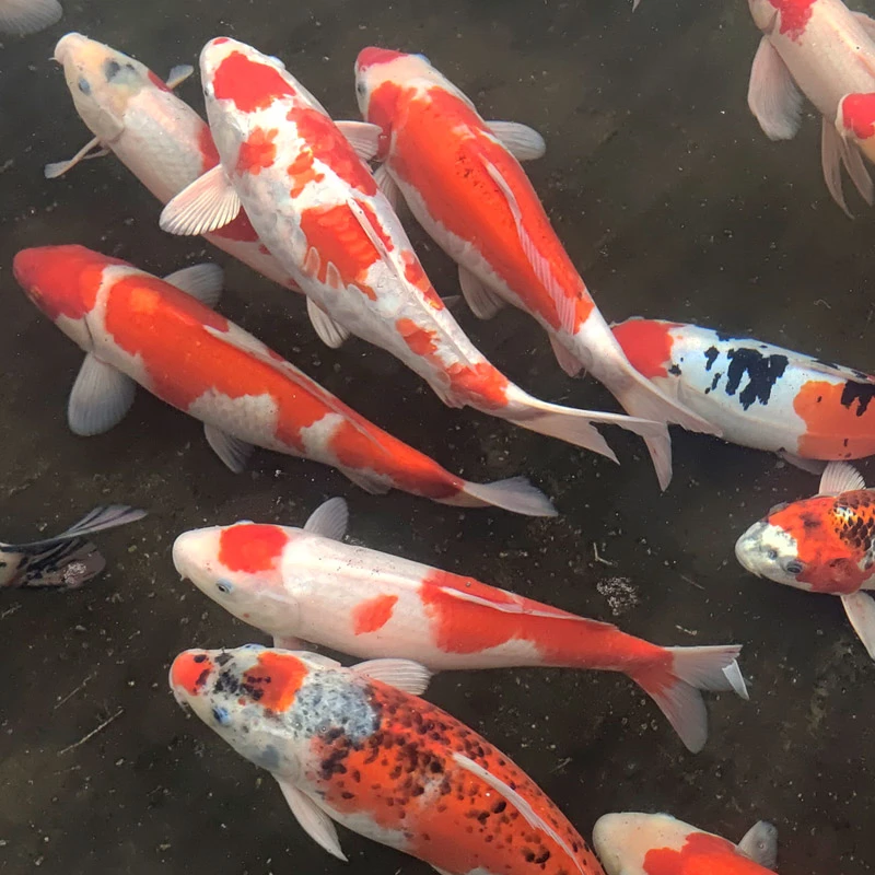 【301-400】 锦鲤观赏鱼活鱼大锦鲤景观鱼好养易活pethuadi