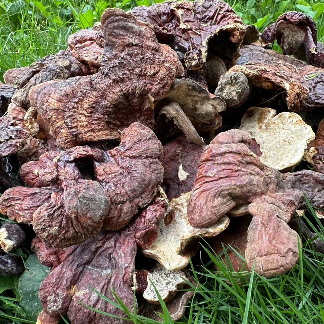 精选长白山大自然 金芝芝 【皂角米忽略】