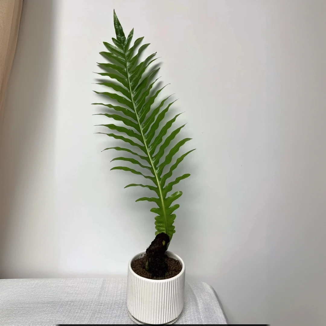 （拍一发二）茶台王冠蕨多年生高档庭院假山付生招财热植新款卧室