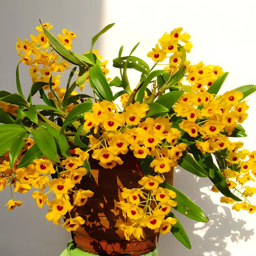 孤品鼓槌石斛兰花直播间基地直销花卉绿植石斛花盆栽庭院室内种植