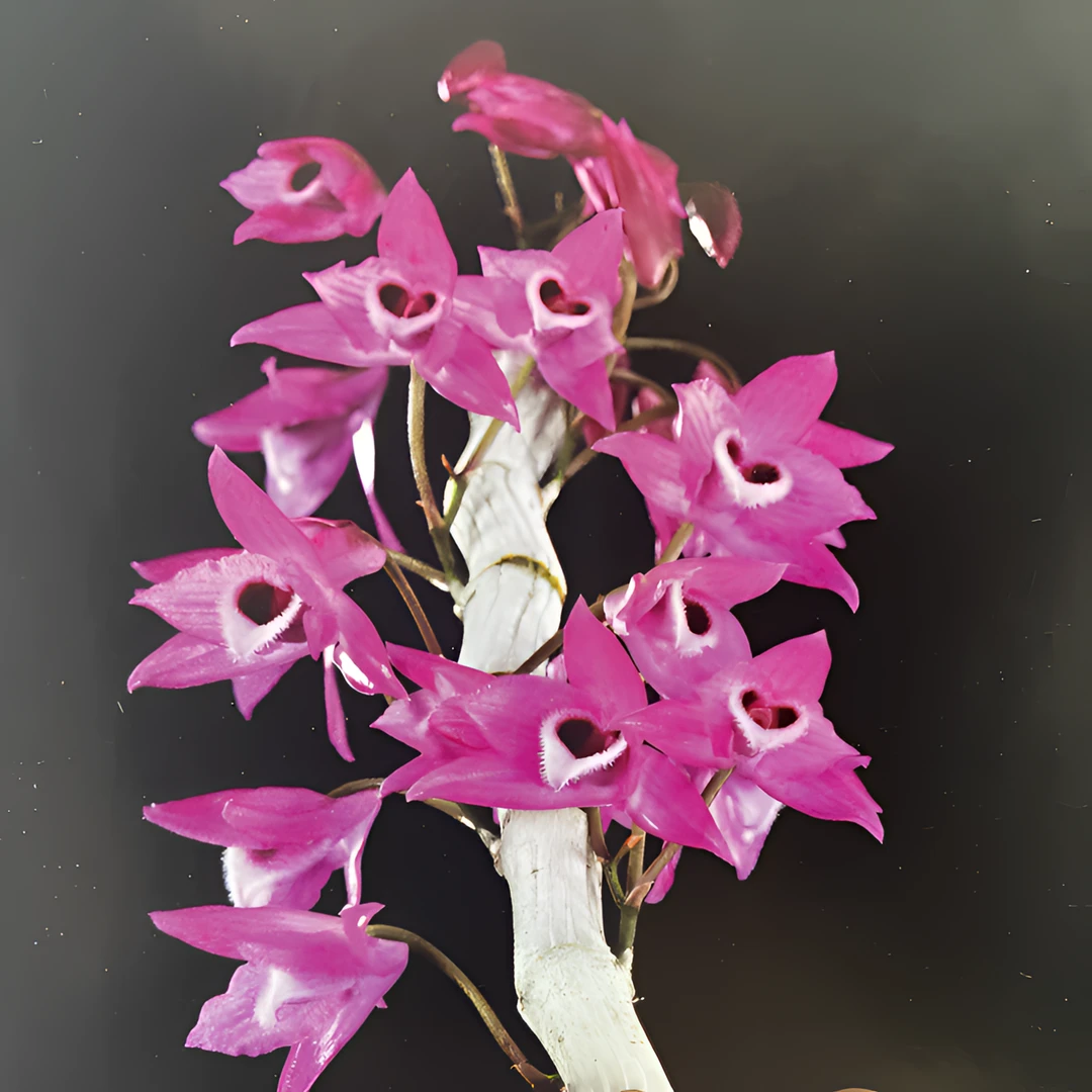缅甸红麝香石斛兰盆栽紫花卉绿植阳台种植开花石斛兰花直播间