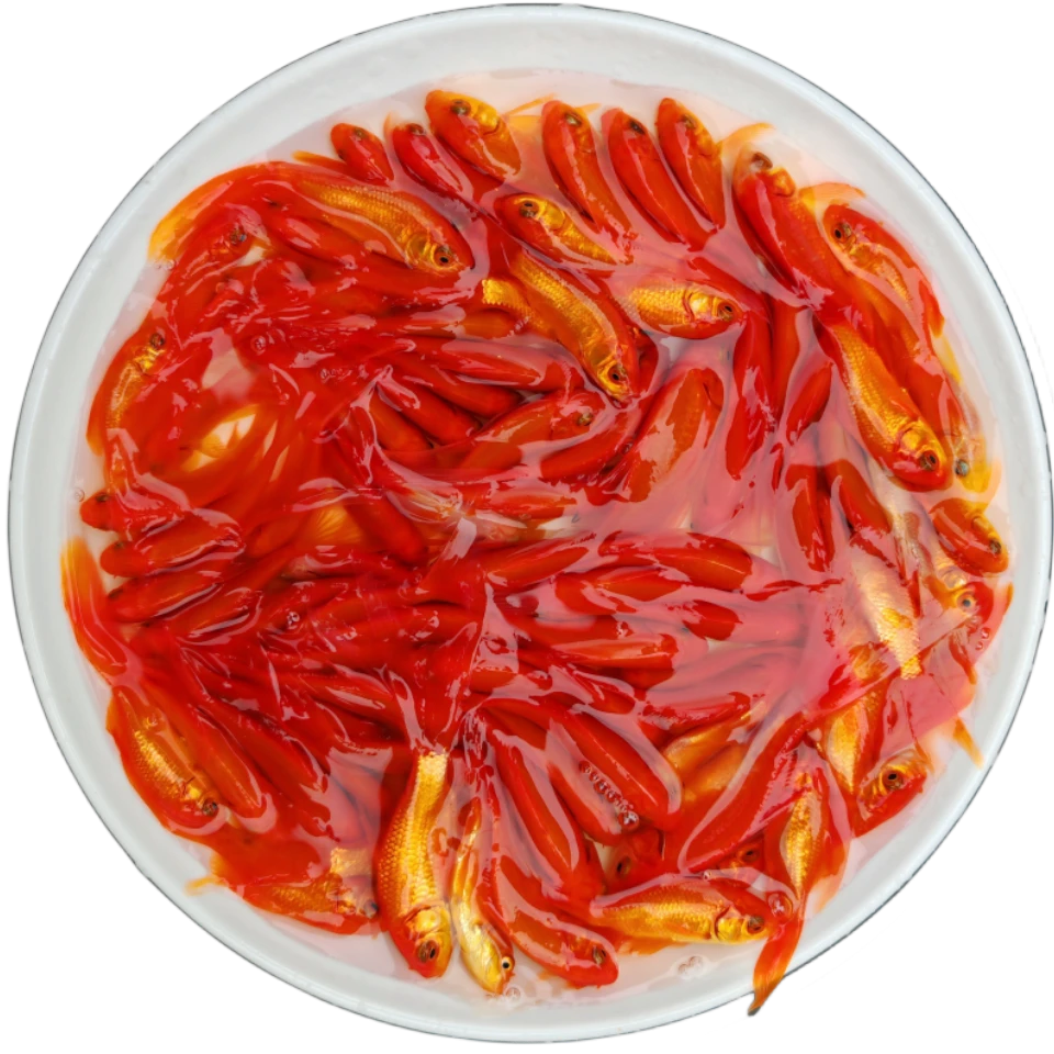 草金鱼小红草红鲫草金好养耐活饲养