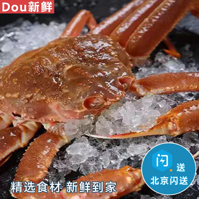 1.5-3斤可选鲜活板蟹长脚蟹松叶蟹雪蟹螃蟹海鲜水产俄罗斯蟹同城配送