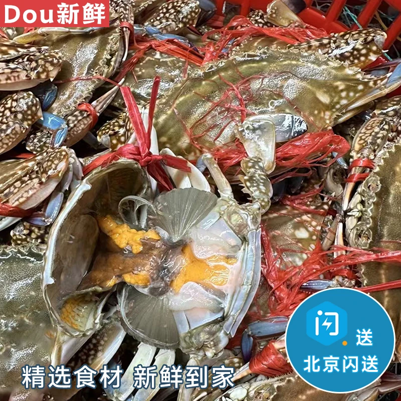 【推荐】2斤 6-8只 残蟹满黄 梭子蟹 母蟹 海蟹 飞蟹 鲜活水产
