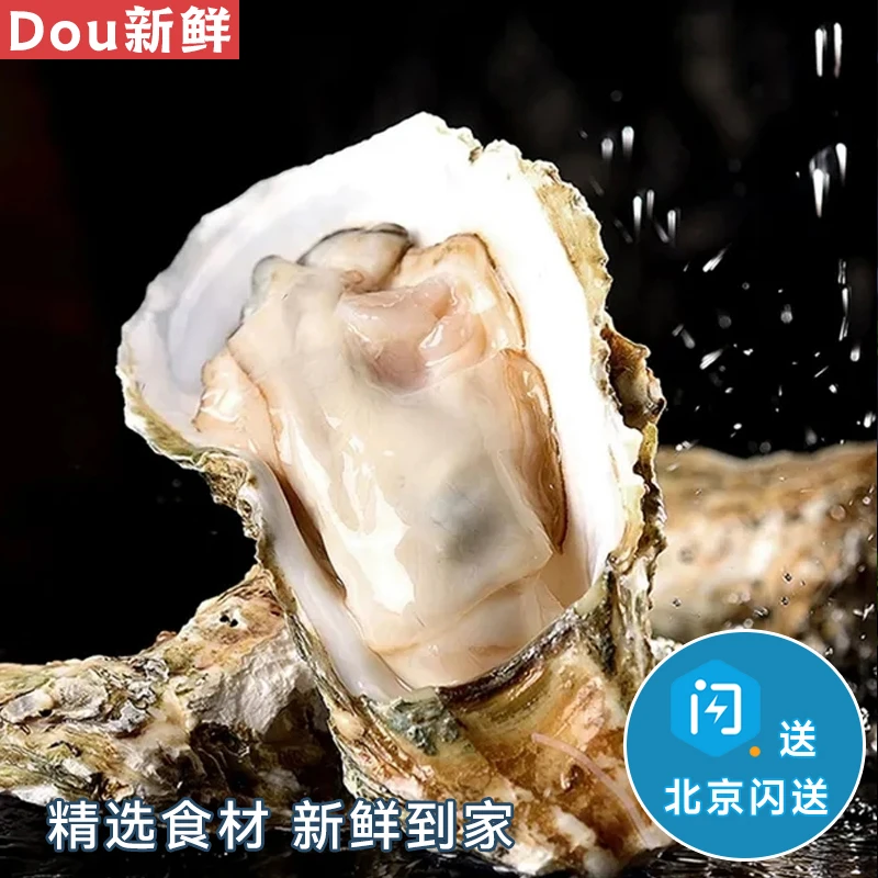 送蚝刀 10只装 鲜活乳山生蚝 牡蛎海蛎子 海鲜水产
