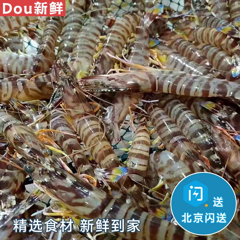 鲜活海鲜基围虾 500g 新鲜水产 活虾明虾九节虾竹节虾