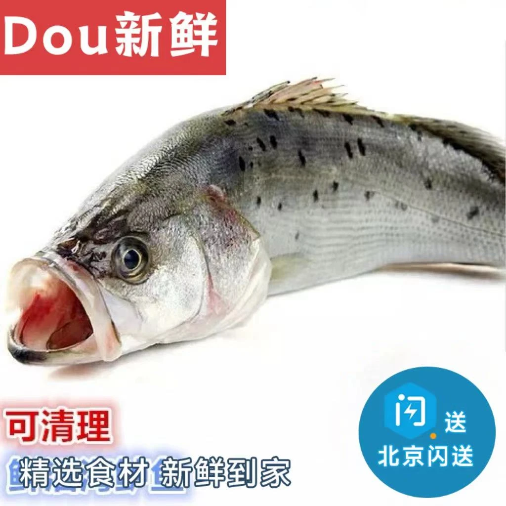 1.5-1.6斤1条 鲜活海鲈鱼 可去内脏 海鲜水产