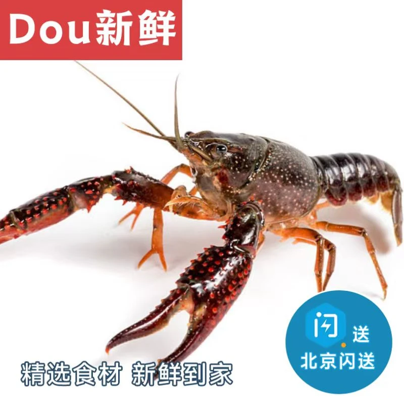 3斤 鲜活小龙虾 【1斤20-25只】