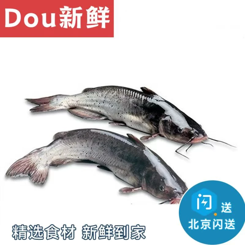 2.5-2.8斤1条 鲜活江团鱼 鮰鱼 习鱼回鱼 清江鱼 长吻脘