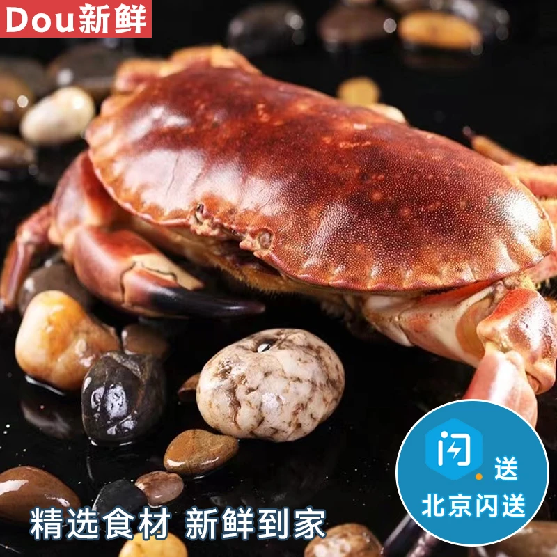 1.5-3斤可选 鲜活面包蟹 英国进口黄金蟹大螃蟹海鲜水产蟹同城配送