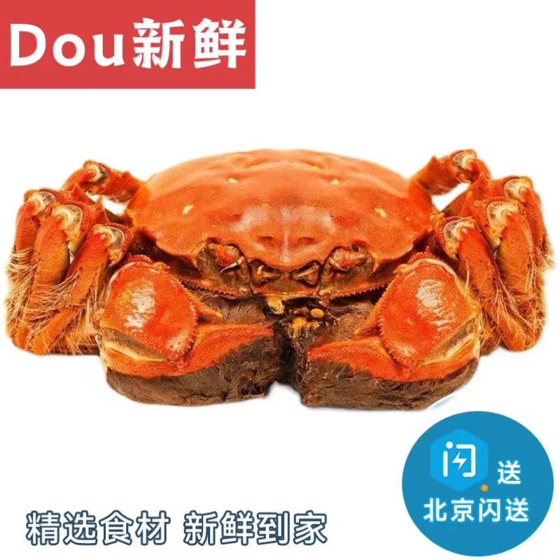 【推荐】鲜活清水大闸蟹  公蟹 8只装