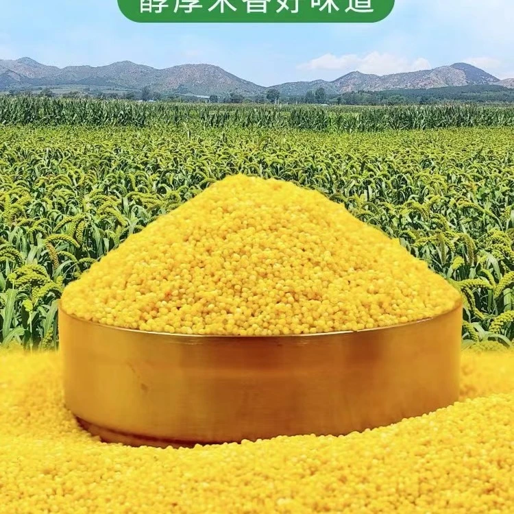 《小翠特选》2023朝阳新小米2500克金苗K1 干净 醇香 好吃