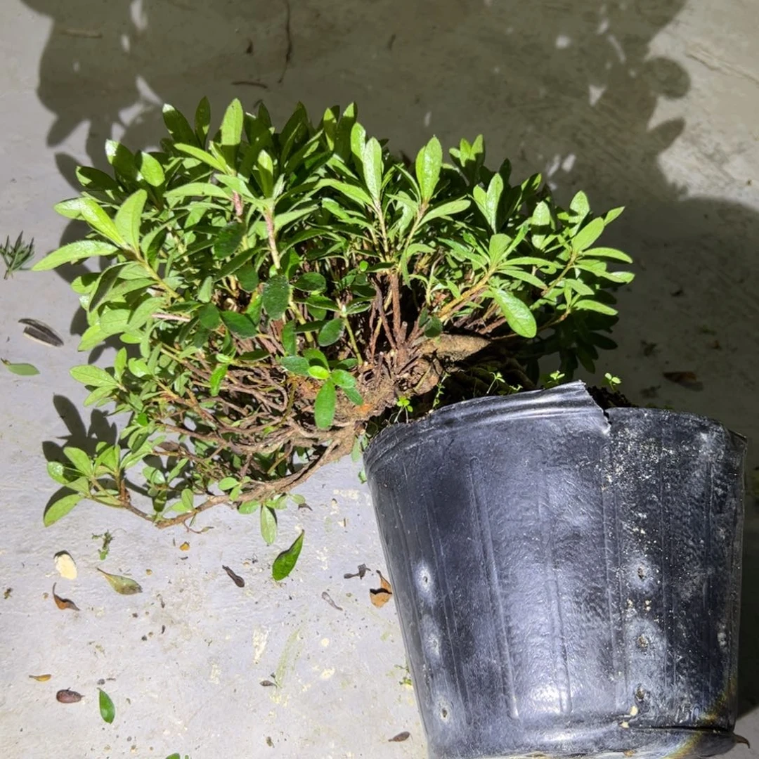 红陶20CM（含）-50CM（不含）