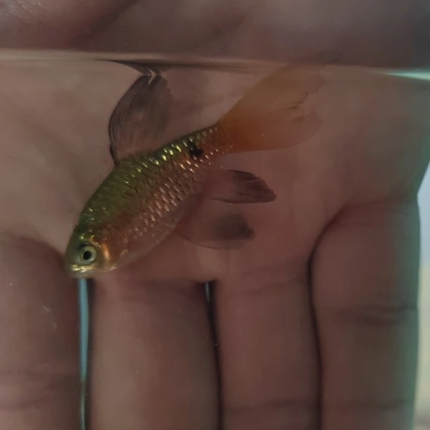 观赏鱼大帆玫瑰鲫