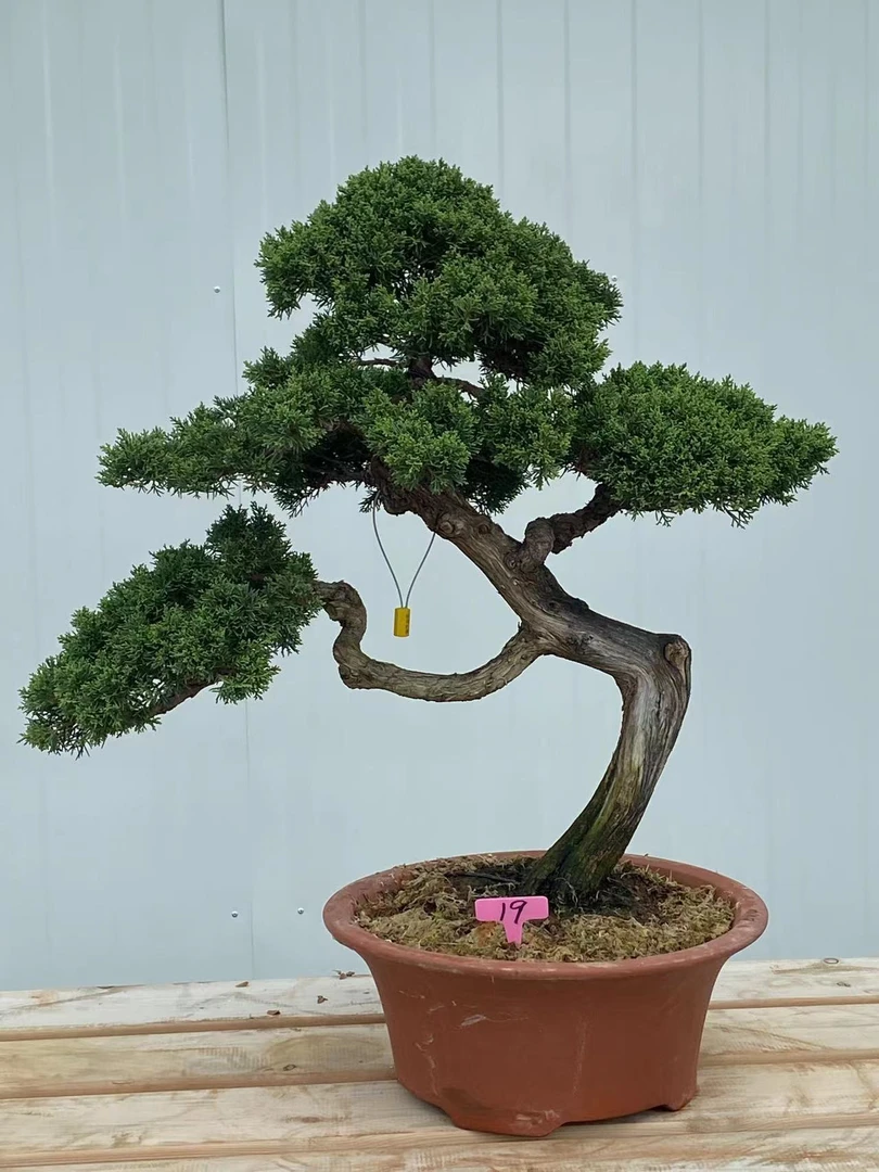 杨杨盆景园 松柏杂木造型盆景 一物一拍