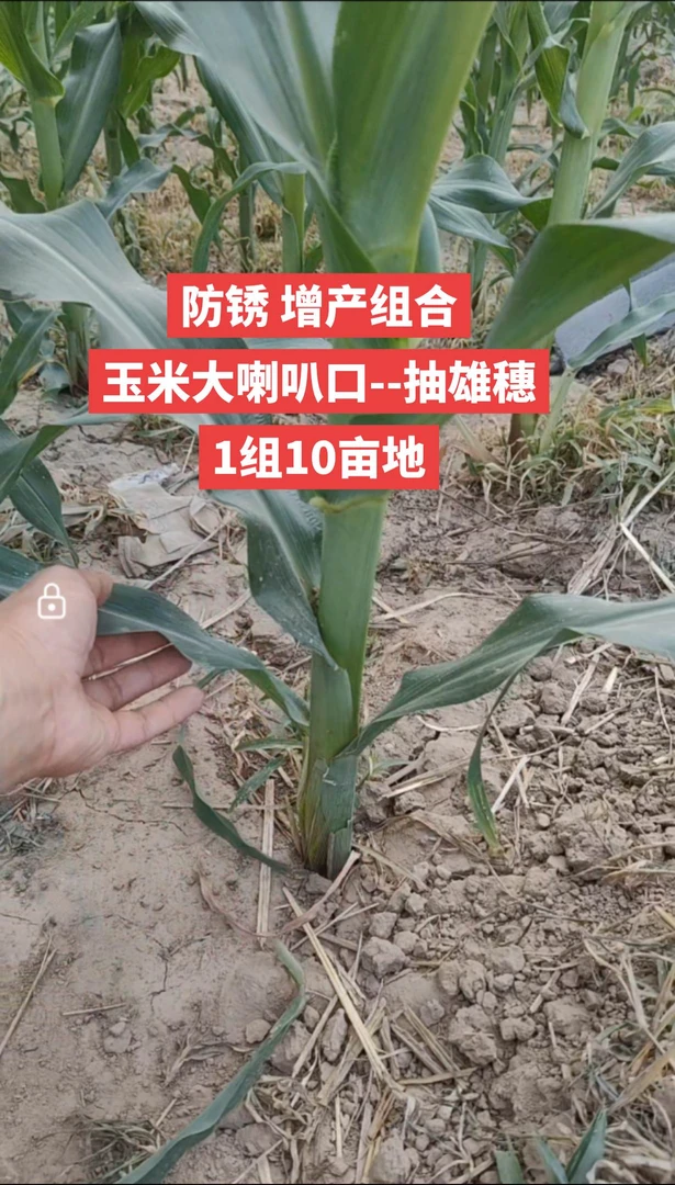 10袋丙硫防锈1000毫升叶面肥