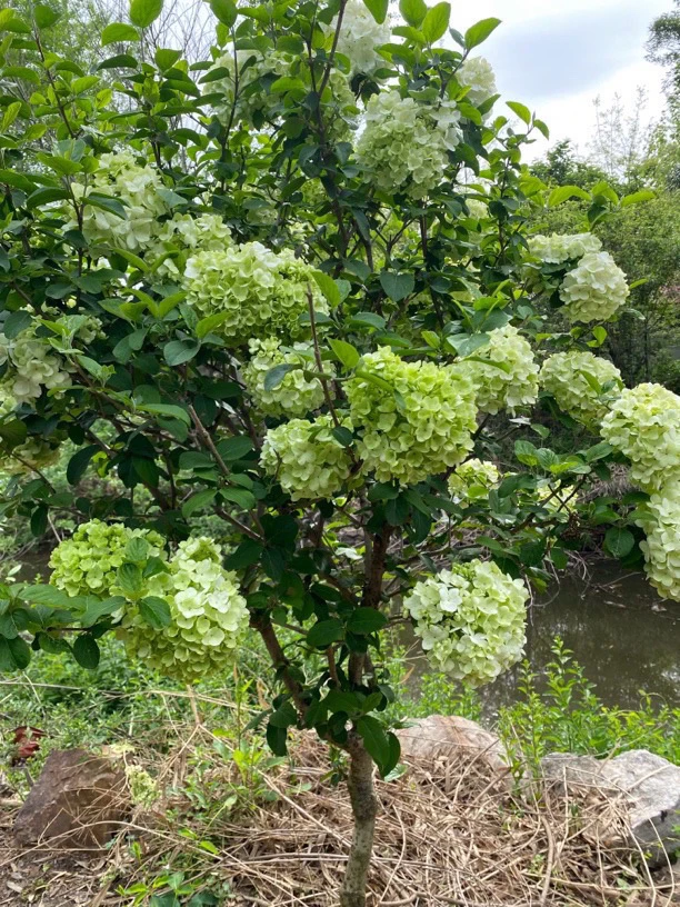 中华木绣球大花斗球，耐寒耐热乔木花卉，阳台、庭院、别墅的选择