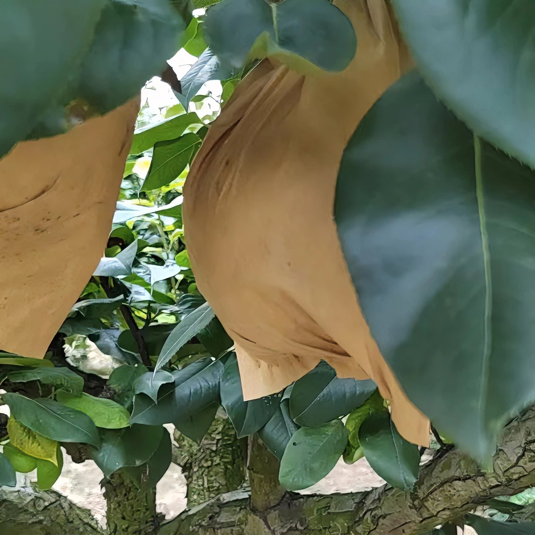 正宗上海南汇翠冠梨脆甜多汁 当季水果  8个装/12个装