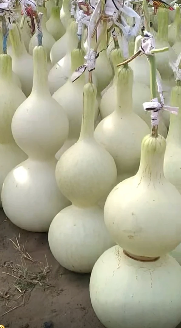 八宝葫芦籽大葫芦巨型葫芦大亚腰葫芦籽20颗庭院绿植